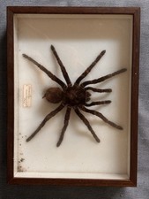 Tarantola  Imbalsamata  Vera Vintage