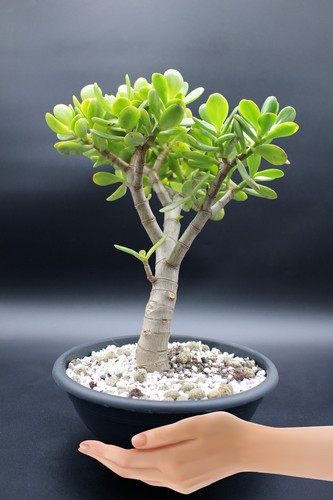 Crassula ovata bonsai - crassula, (árbol