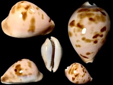 Cypraea zoila venusta - cypraea,,