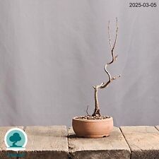 Chaenomeles Japonica Bonsai