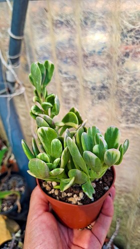 Senecio jacobsenii variegata - senecio,
