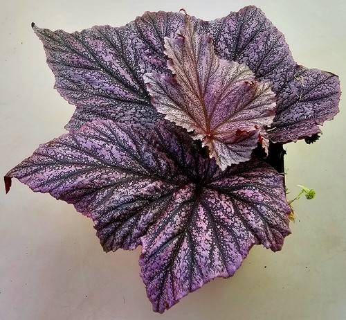 Begonia pink minx - begonia,