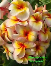 Talea di plumeria (Plumeria