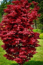 Acero rosso giapponese "Acer