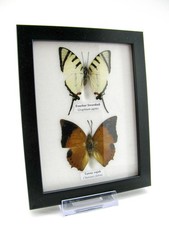 2 farfalle vere, imbottite