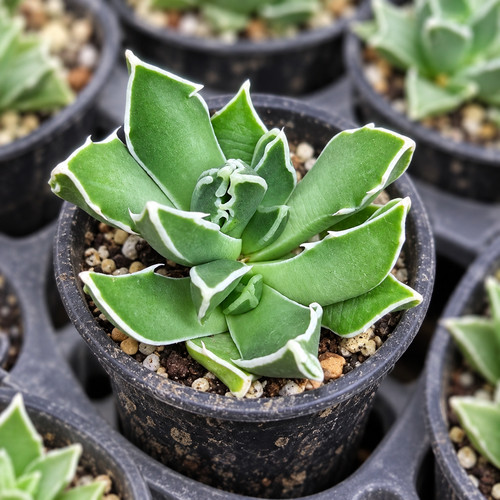 Faucaria bosscheana seeds - bosscheana,