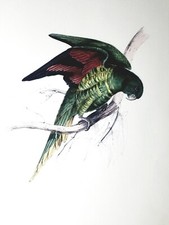 Edward Lear Maton's Parakeet