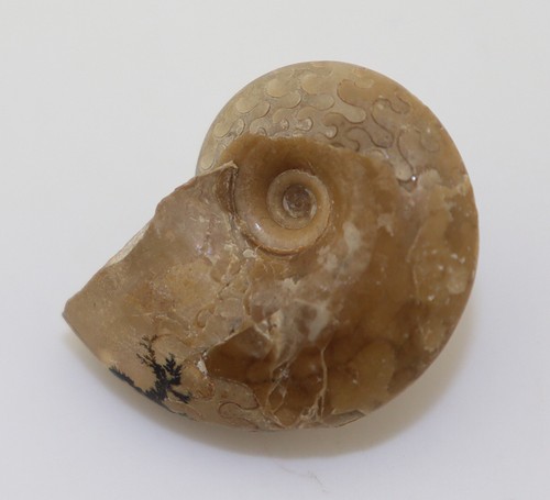 Goniatite daraelites elegans - daraelites,