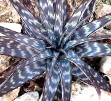 Aloe burgersfortensis SEEDS -