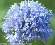 ? GILIA CAPITATA*sfere blu per farfalle* 100 semi