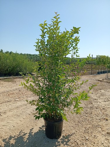 Ligustrum japonicum cesp - ligustrum,