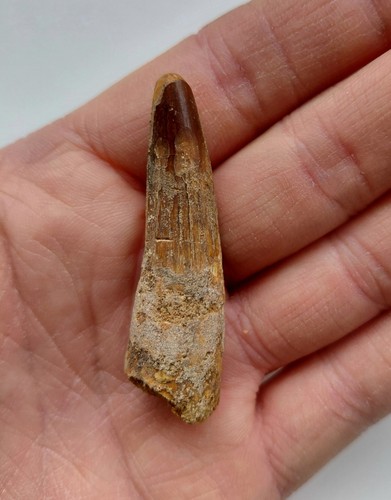 Dente spinosauro cm - di,