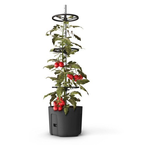 Vaso per piante pomodoro - 3x,