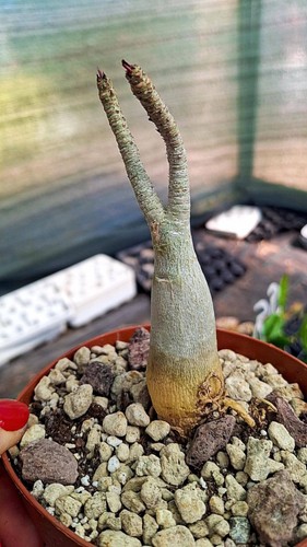 Adenium somalense kenya
