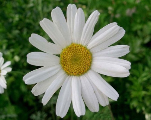 Piretro pianta tanacetum - piretro,