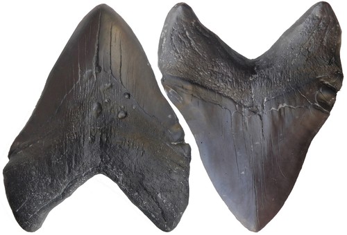 Set denti di - di, squalo