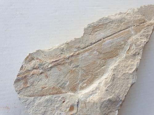 Rombopterygia razze - sp.,