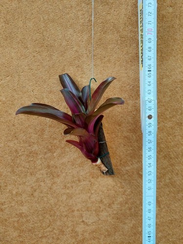 Neoregelia iris rilegato - neoregelia, iris,