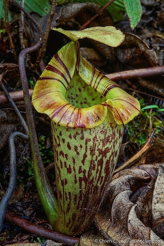 Nepenthes platychila borneo - nepenthes,
