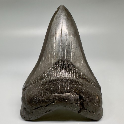 Dente squalo megalodon - dente,