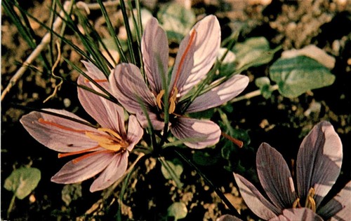 Croco zafferano crocus - croco, zafferano,