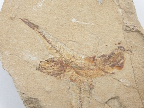 Ctenodentelops striarus - ,