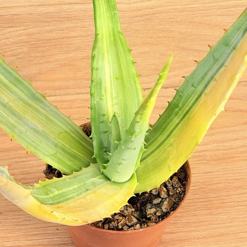 Aloe ferox variegata pot - variegata,