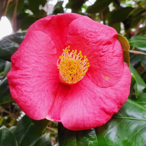 Camellia japonica camelia - camellia,