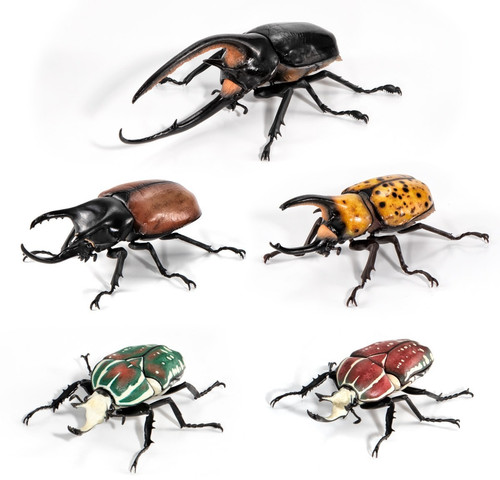 Beetle encyclopedia vol - beetle,