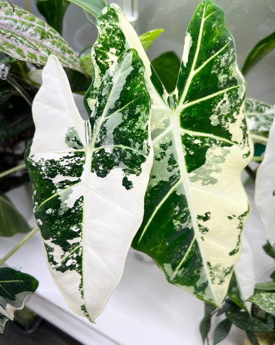 Alocasia frydek variegated - alocasia,