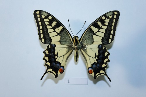 Papilio machaon sphyrus - papilio,