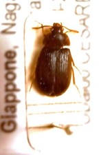 Mycetophagidae MYCETOPHAGINAE Mycetophagus (Mycetophagus) ? ater (Reitter) JAPAN