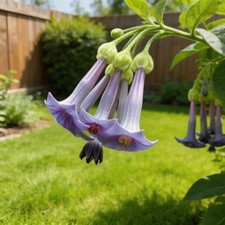 50pcs Datura Ornamental Flower