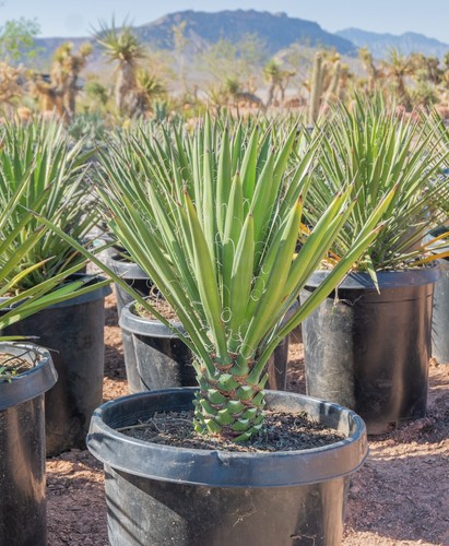 Yucca filifera live - filifera,,