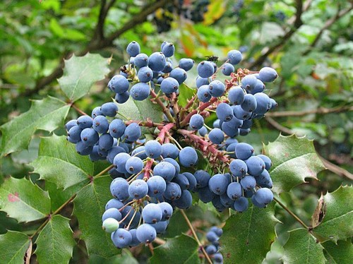 Oregon grape agrifoglio - grape,
