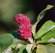 Magnolia officinalis - Houpu magnolia | Corteccia di magnolia