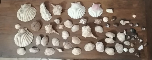 Collezione conchiglie - collezione,