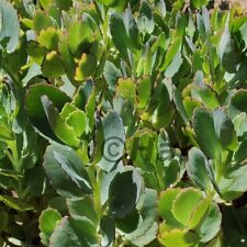 Kalanchoe fedtschenkoi pianta grassa da giardino-vaso-terrazzo-interno