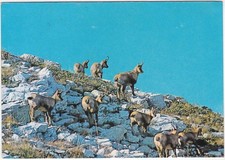 FAUNA OF THE ABRUZZO NATIONAL