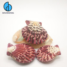 Conchiglie di mare