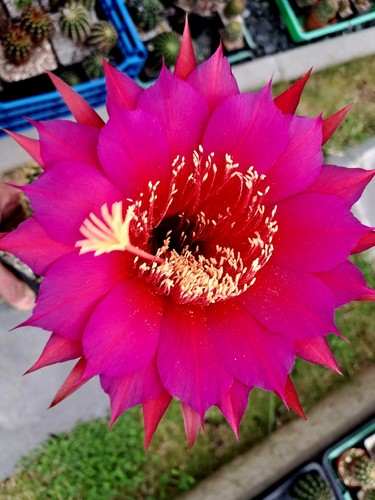 Ibrido trichocereus - ibrido,