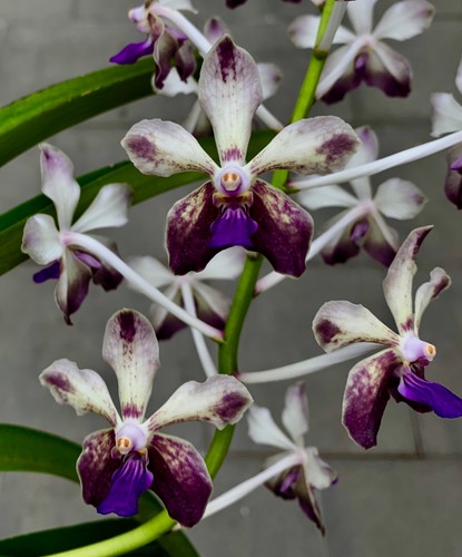 Vanda lamellata ibrida - , new