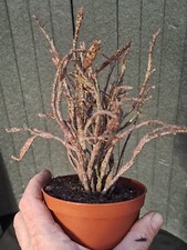 Euphorbia platyclada (SW
