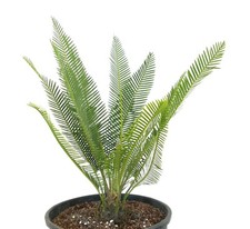 Dioon edule Valles Form (San