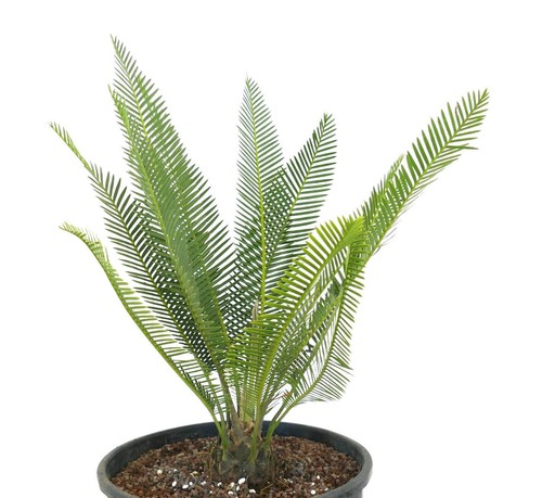 Dioon edule valles form - dioon,