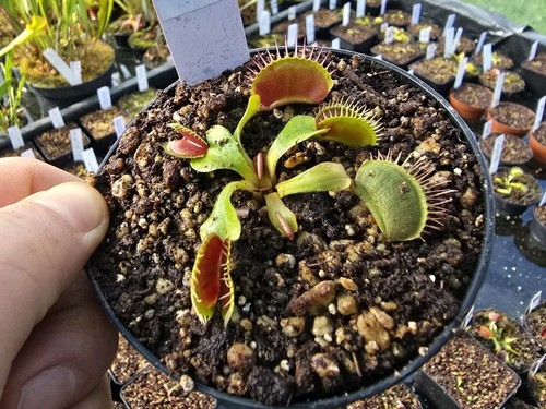 Dionaea muscipula lips - dionaea,
