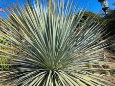 Dasylirion wheeleri - blu