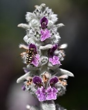 Nikon Micro-Nikkor AI-S f/2.8