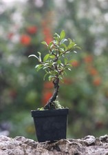 Prebonsai Mirto