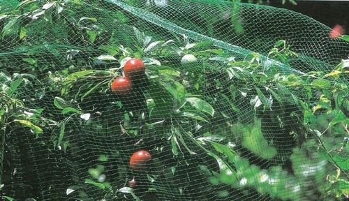 1pz rete protezione - rete, di